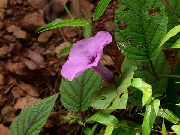 Hairy Purple Trumpet